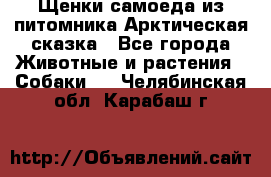 Щенки самоеда из питомника Арктическая сказка - Все города Животные и растения » Собаки   . Челябинская обл.,Карабаш г.